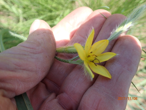 Grass star-flower (Hypoxis filiformis)