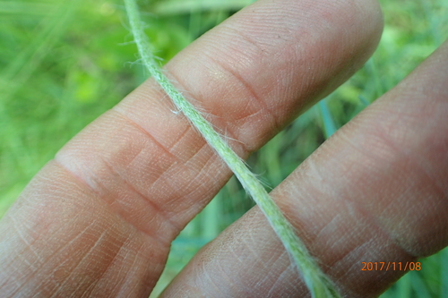 Image of Hypoxis filiformis by no rights reserved