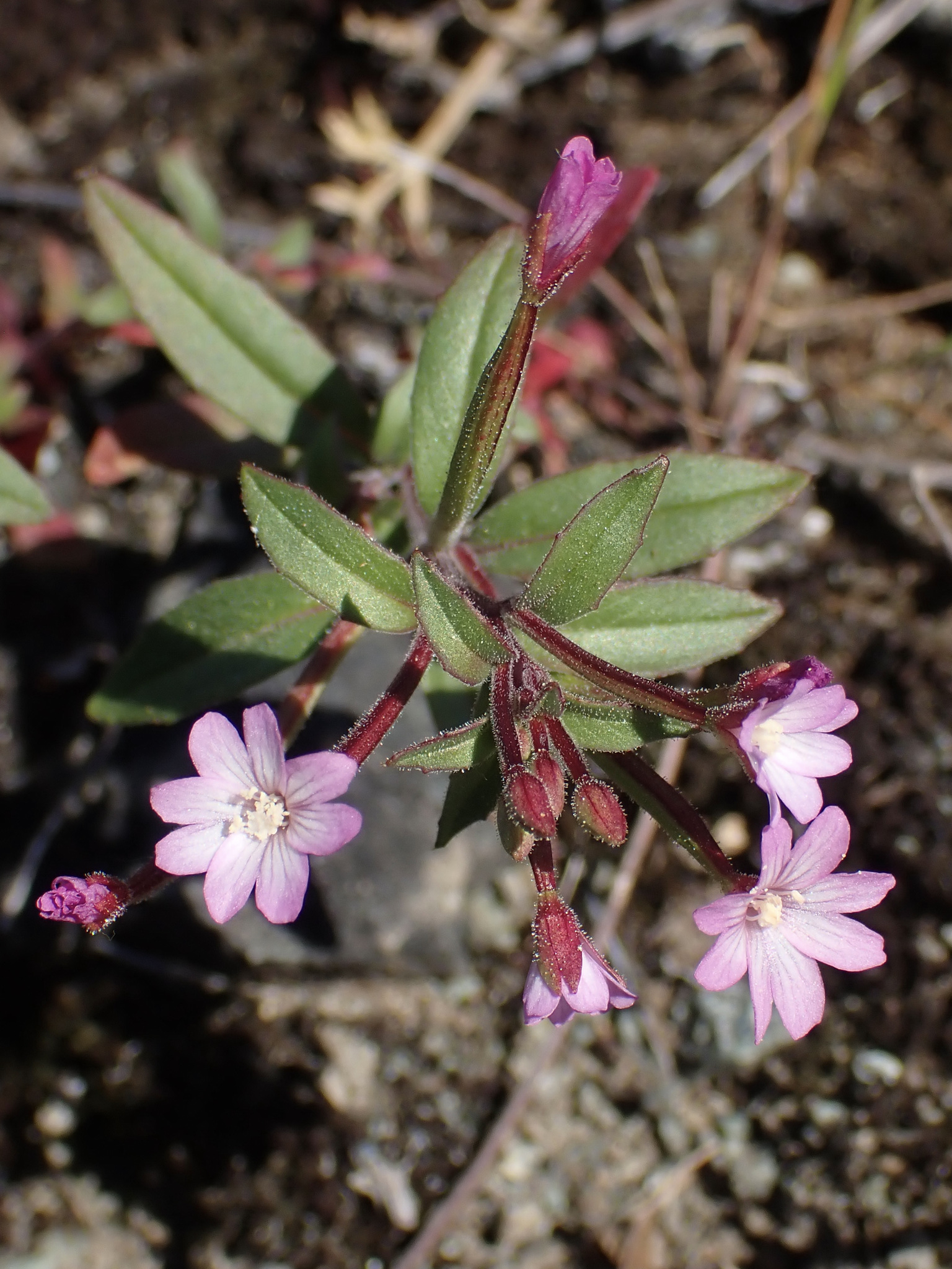Epilobium minutum