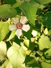 Abutilon percaudatum