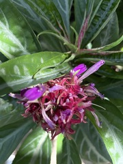 Justicia scheidweileri