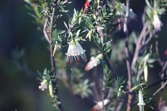 Styphelia triflora