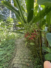 Heliconia × rauliniana