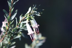 Styphelia triflora