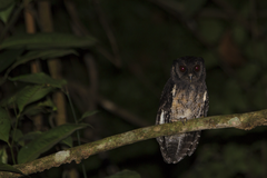 Megascops watsonii usta