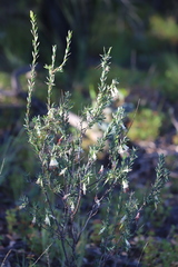 Styphelia triflora