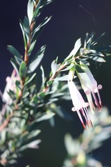 Styphelia triflora
