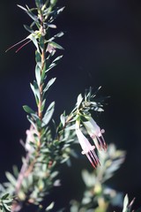 Styphelia triflora