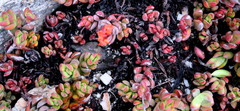 Crassula rubricaulis