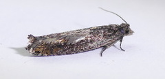 Pseudexentera mali