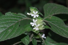 Phaulopsis imbricata