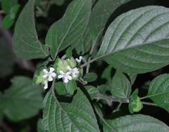 Phaulopsis imbricata