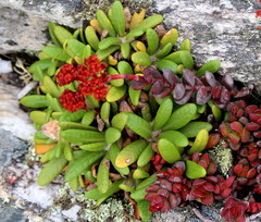 Crassula rubricaulis