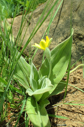 Hypoxis multiceps (Hypoxis multiceps)