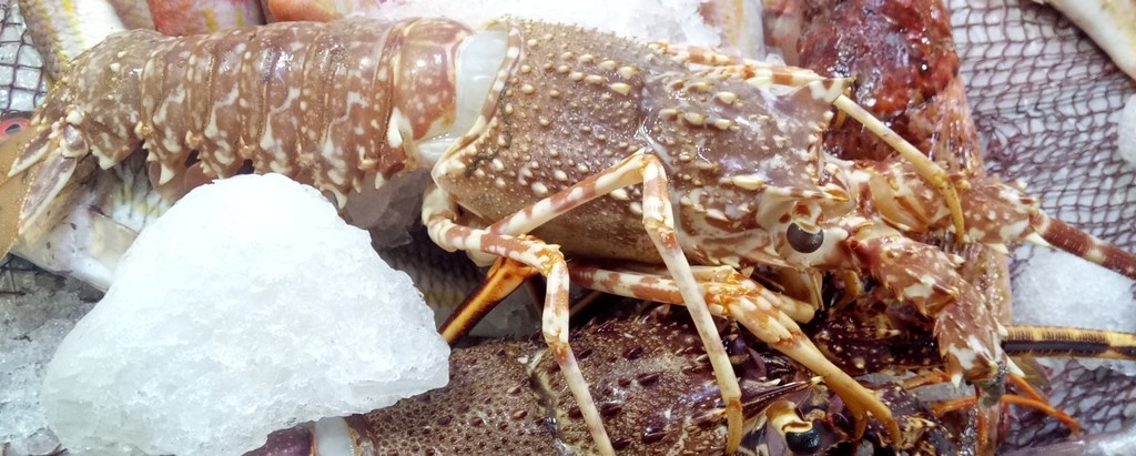 Pink Spiny Lobster