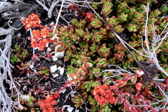 Crassula rubricaulis