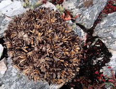 Oldenburgia paradoxa