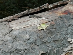 Sceloporus anahuacus