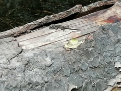 Sceloporus anahuacus