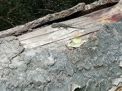 Sceloporus anahuacus