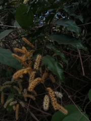 Combretum rovirosae