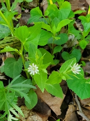 Stellaria corei