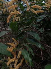 Combretum rovirosae
