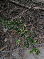 Passiflora jorullensis