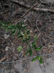 Passiflora jorullensis