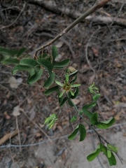 Passiflora jorullensis