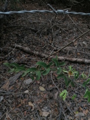 Passiflora jorullensis