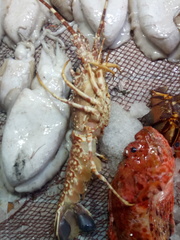 Palinurus mauritanicus