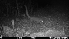 Nasua narica yucatanica