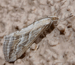 Evergestis vinctalis