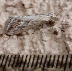 Evergestis vinctalis