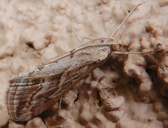 Evergestis vinctalis