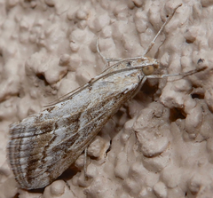 Evergestis vinctalis