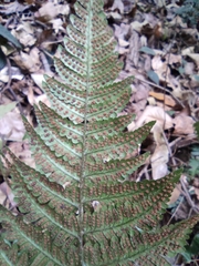 Dryopteris