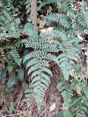 Dryopteris