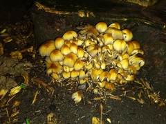 Coprinellus