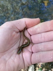 Eurycea aquatica