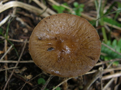 Agrocybe olivacea