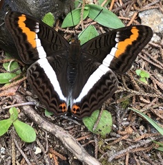 Adelpha corcyra