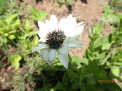 Callilepis laureola