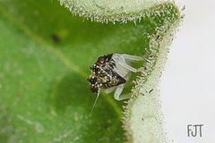 Hemiptera