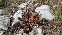 Petrosedum ochroleucum