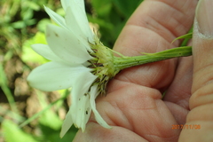 Callilepis laureola
