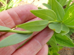 Callilepis laureola