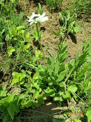 Callilepis laureola