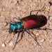 Festive Tiger Beetle - Photo (c) Catherine C. Galley, some rights reserved (CC BY-NC), uploaded by Catherine C. Galley